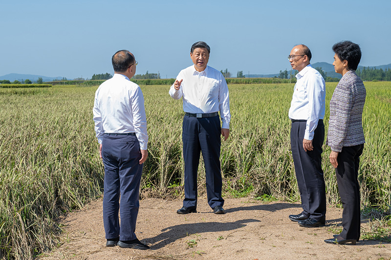 9月6日至8日，中共中央總書記、國(guó)家主席、中央軍委主席習(xí)近平在黑龍江考察。這是7日上午，習(xí)近平在遭受洪澇災(zāi)害的哈爾濱尚志市老街基鄉(xiāng)龍王廟村，察看水稻受災(zāi)情況。